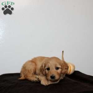 Cambree, Mini Goldendoodle Puppy